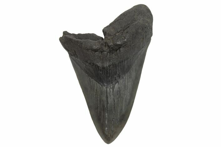 Fossil Megalodon Tooth - South Carolina #214741
